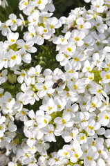  Flowering Alpine rock-cress Arabis alpina 