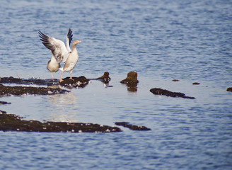 Graugans - Anser anser