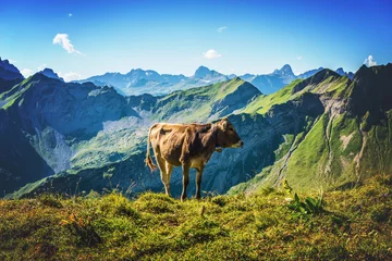 Gartenposter Kuh Single brown cow in an pasture on Grosser Daumen