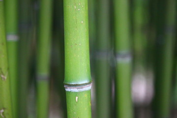 bamboo