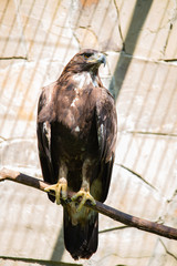 Naklejka premium Eagle sitting on a branch in summer