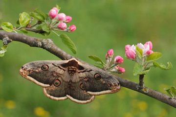 Giant peacock moth