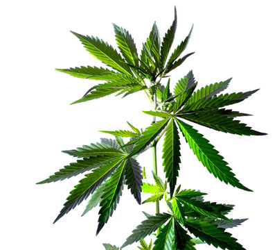 Marijuana leaves isolated on white background. Wild hemp plant.