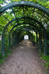 path in green arch in park