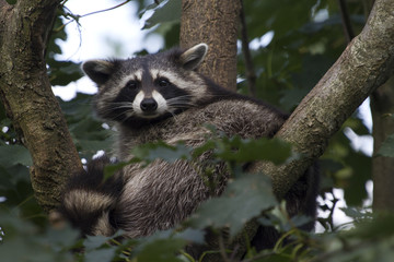 racoon