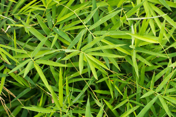 bamboo leaves background