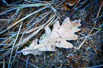 frozen autumn oak leaf
