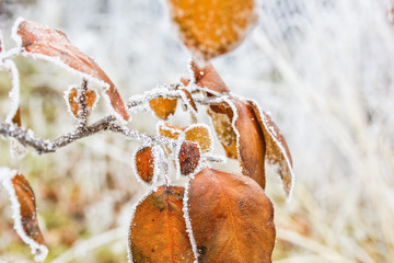Orange leaves of quince-tree with white hoarfrost, macro