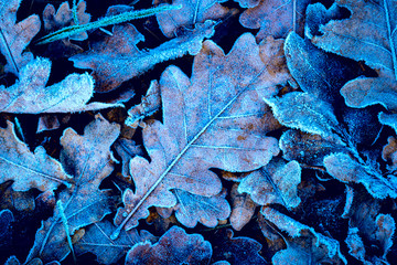 Frozen oak leafage