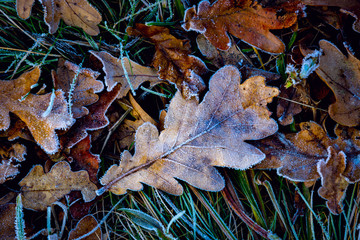 Frozen oak leafs