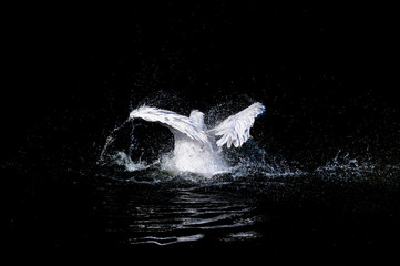 Naklejka premium Duży pelikan z trzepoczącymi skrzydłami i niebieskimi kroplami pływanie w czarnej wodzie ciemnego oceanu, dzika przyroda