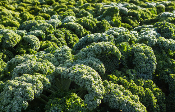 Agriculture with the winter vegtable kale on a field