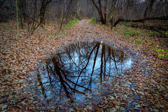 Fototapeta Puddle in autumn forest