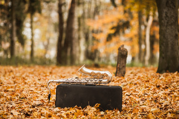 autumn scenery in the park