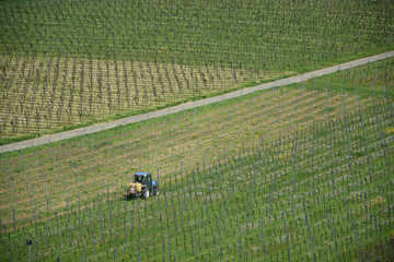 Arbeit in einem Weinberg