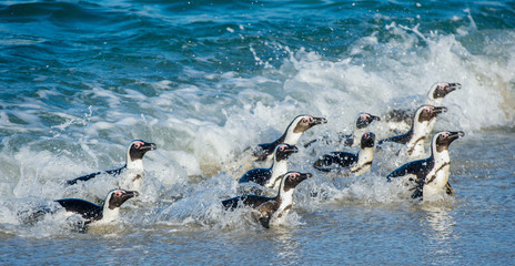 Fototapeta premium African penguin ( Spheniscus demersus)