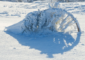  Tree covered with frost on the high plateau.