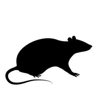 Silhouette of the rat or mouse is sitting on a white background