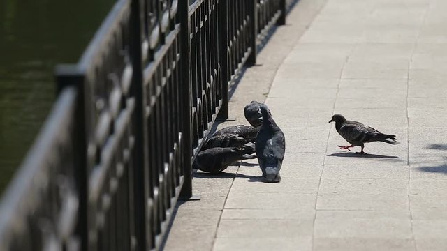 Pigeons on the waterfront