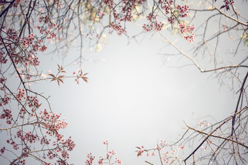 Beautiful Cherry Blossom  or Sakura flower on nature background,