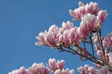 Papier Peint photo autocollant Magnolia Magnolia, magnolia, printemps