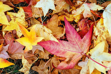 dry leaves in autumn