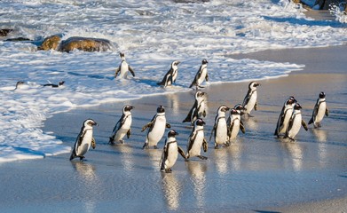 Fototapeta premium African penguins walk out of the ocean on the sandy beach. African penguin ( Spheniscus demersus) also known as the jackass penguin and black-footed penguin. Boulders colony. Cape Town. South Africa