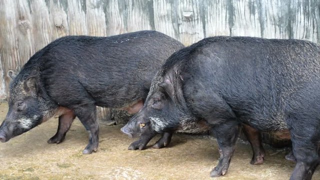 wild boar was captured and tortured.