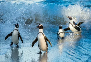 Tuinposter Afrikaanse pinguïn (Spheniscus demersus) © Uryadnikov Sergey