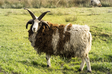 Closeup of domestic Jacob sheep (Ovis aries) with spectacular horns