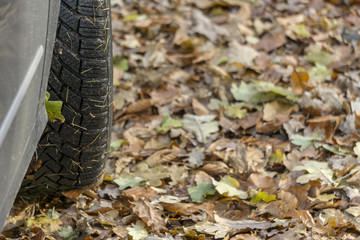 Fototapeta na wymiar The car in the nature. Wheels and tyres in autumn, close up. Car tire over a bed of wet leaves.