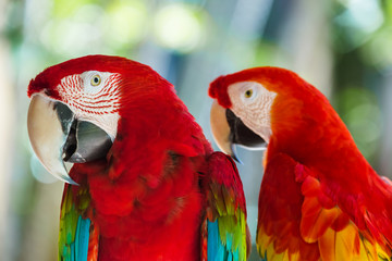 Parrots in Bali Island Indonesia