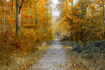 Waldweg im Herbst