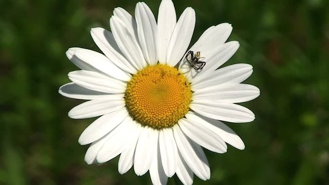 Eine Spinne krabbelt auf einer Margerite