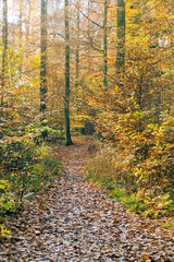 Waldweg im Herbst
