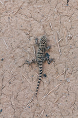 Gecko lizard (Cyrtopodion fedtschenkoi)