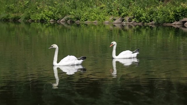 Two swans float on the lake