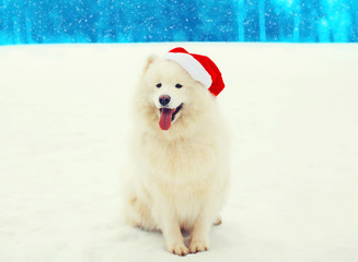 Christmas happy white Samoyed dog in red santa hat sitting on sn