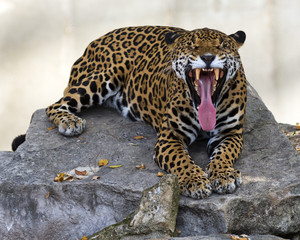 Funny jaguar resting on a rock yawning