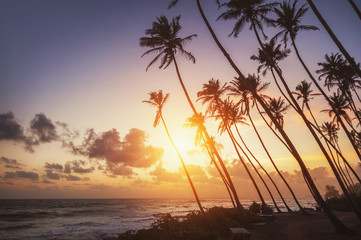 Obraz premium ocean beach on sunset with row palms on horizon