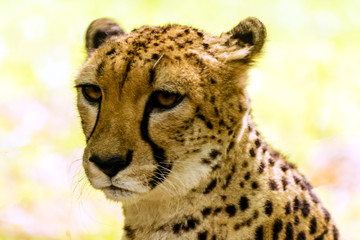 Cheetah portrait