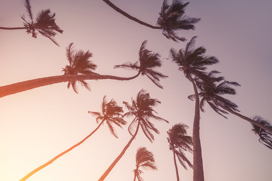 silhouettes of palm trees on sunset. vintage picture