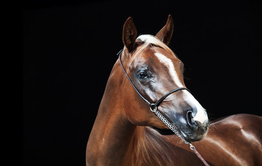 portrait of young arabian filly at black background