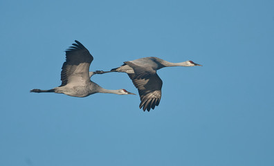 Obraz premium Sandhill Cranes in flight