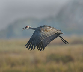 Sandhill Crane in flight
