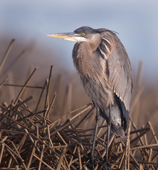 Great Blue Heron