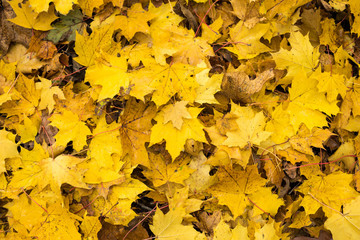 Autumn leaves