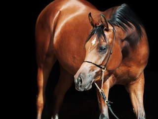 Obraz premium portrait of young bay arabian filly at black background