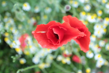 poppy