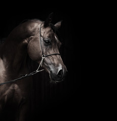 portrait of amazing  bay  arabian horse.